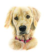 Load image into Gallery viewer, Color Pencil Pet Portrait
