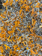 Load image into Gallery viewer, Crackerjack Marigold Seeds
