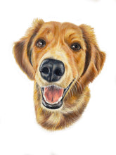 Load image into Gallery viewer, Color Pencil Pet Portrait
