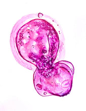 Load image into Gallery viewer, Embryo Art
